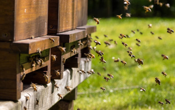 人口の多いミツバチの巣箱の入り口にいるミツバチの群れが、春の空気の中を飛び回っています - beehive bee colony wax ストックフォトと画像