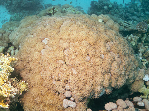 Organ Pipe Coral or Tubipora Musica at the bottom of the Red sea in Egypt