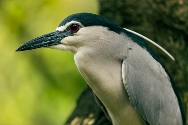 Night heron Night heron black crowned night heron nycticorax nycticorax stock pictures, royalty-free photos & images