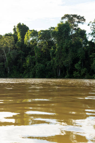 istock Kinabatangan river, Borneo, Malaysia 1497145197