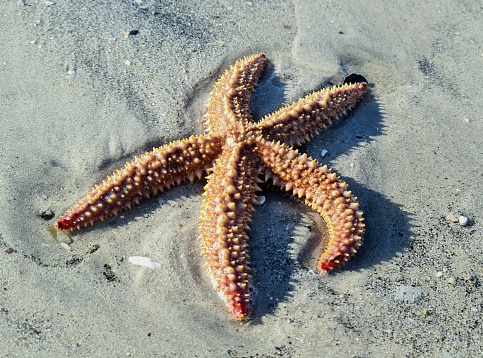 Starfish captured on the beachfront