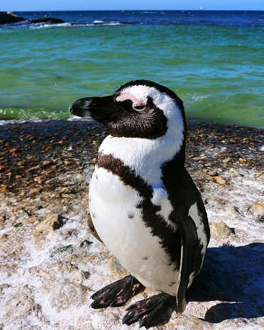 Penguins at Boulders Beach, Cape Town