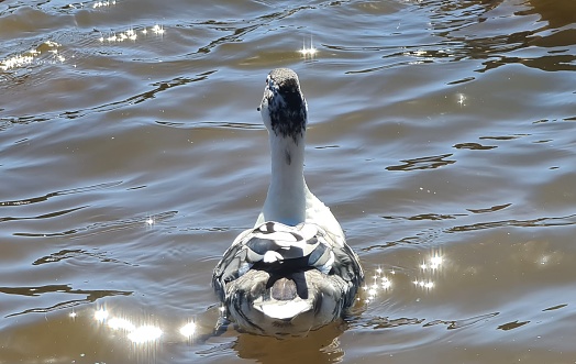 Ducks captured at Johannesburg Botanical Gardens