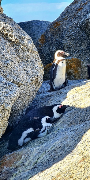 Penguins lounging on the rocks at Boulders Beach, Cape Town