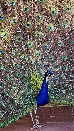 Male Peafowl/Peacock spreading it's beautiful feathers for a pose