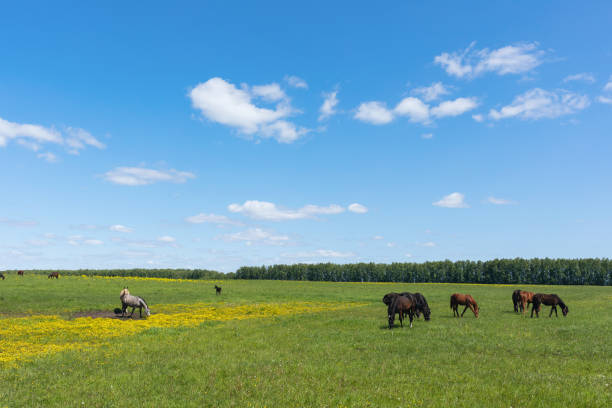 istock Horses graze in the meadow on a sunny summer day 1497146957