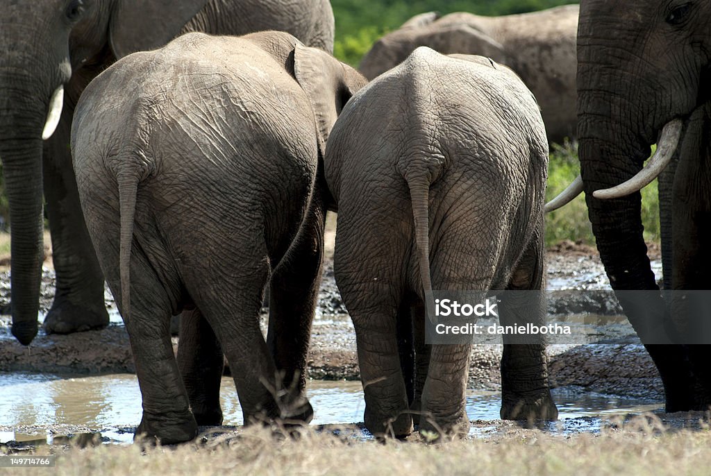 Bebé elefante bottoms - Foto de stock de Abrevadero libre de derechos