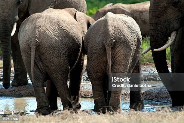 Bebé Elefante Bottoms Foto de stock y más banco de imágenes de Abrevadero - Abrevadero, Agua, Aire libre