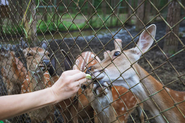 istock A man feeds deer in the park through the net 1497147797