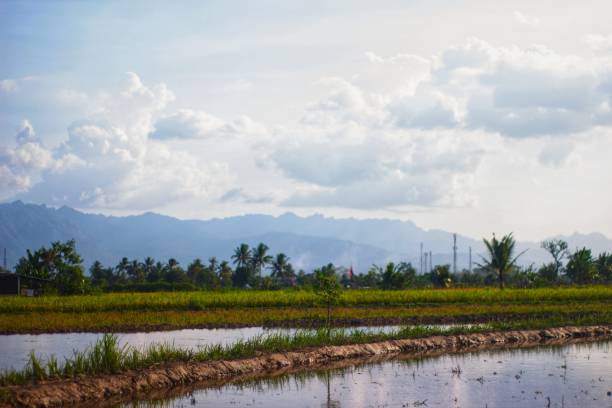 istock A rice field that has just been renewed and given water 1497148608