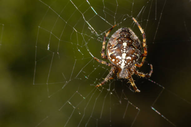 istock Spider Araneus diadematus with a cross on its back on a web against a tree background 1497148819
