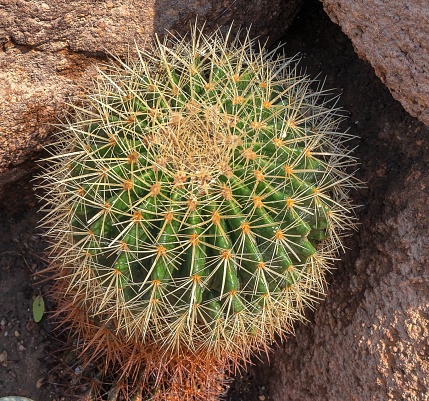 A small cactus plant isolated in a barren landscape of rocky terrain