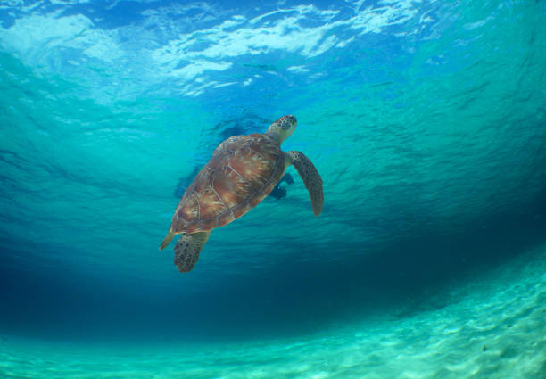 istock a beautiful green sea turtle i 1497149402