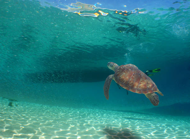 istock a beautiful green sea turtle 1497150020
