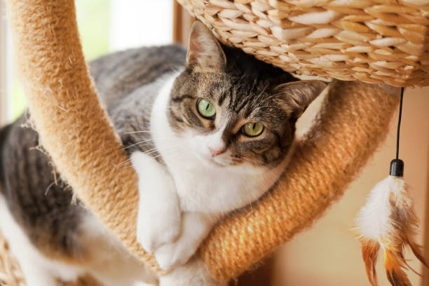 istock Close up view of elegant cat 1497151378