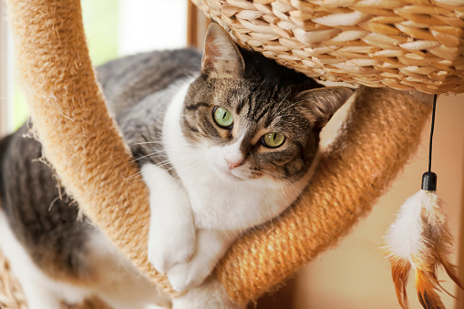 Close-up view of elegant cat looking at camera sitting on play toy structure.