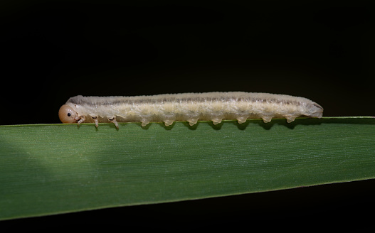 Close-up of a sawfly (Dolerus) caterpillar crawling along a green blade of grass. The background is black. There is space for text.