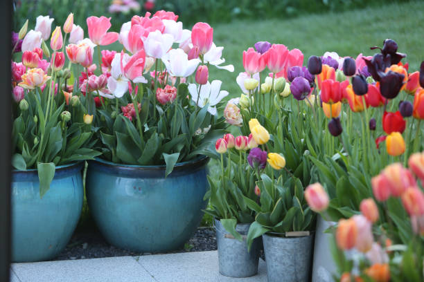 istock Flowers on the patio 1497152356