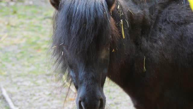 Close up Pony head
