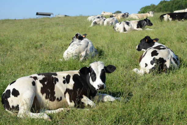 istock Belgian cows grazing in Belgium Ardennes countriside 1497159164