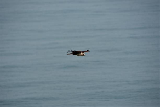 istock Majestic Hawk soaring gracefully over a peaceful ocean 1497159243