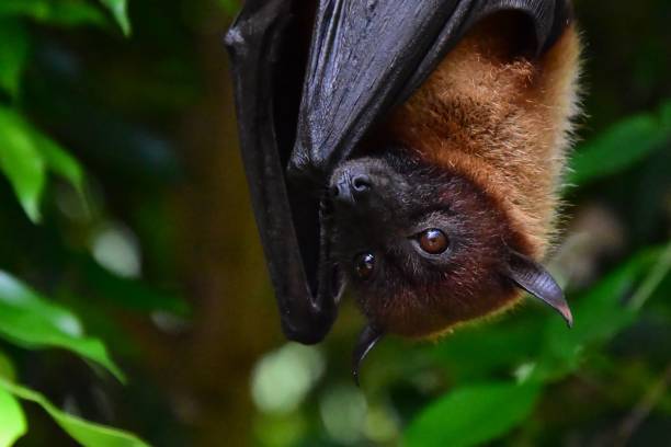 istock Lesser flying fox bat perched upside down on a tree branch in a lush forest 1497159259