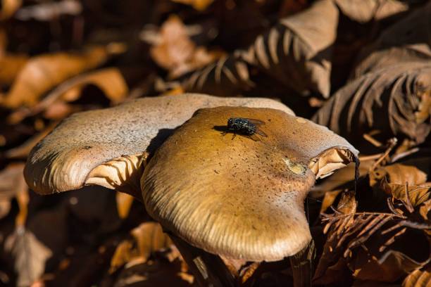 istock Mushrooms growing among leaves in a forest 1497159269