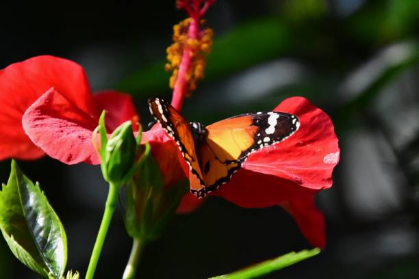 monarca vibrante danaid (danaus plexippus) em flores vermelhas em flor - awe fly flower pollen - fotografias e filmes do acervo