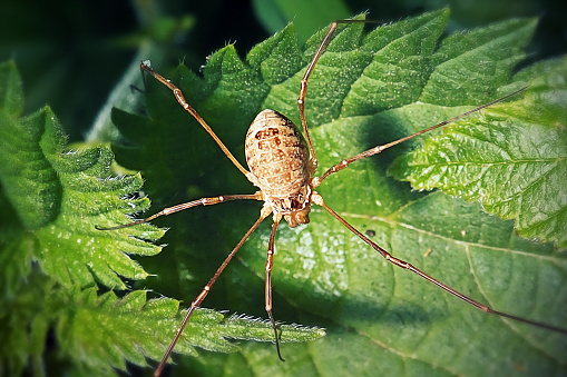 Rilaena triangularis Harvestman Spider. Digitally Enhanced Photograph.