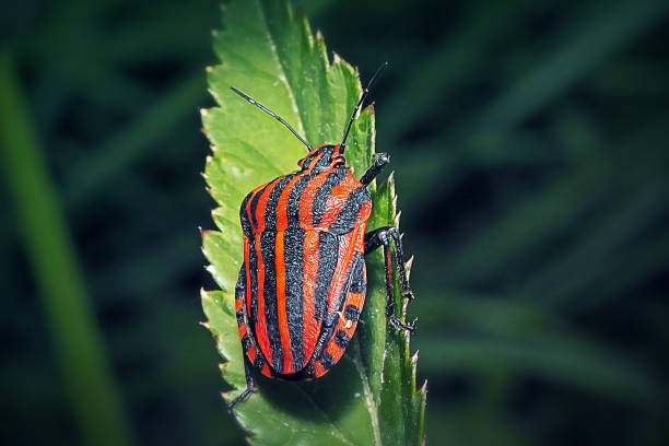 Graphosoma italicum Italian Striped Bug Insect. Digitally Enhanced Photograph.