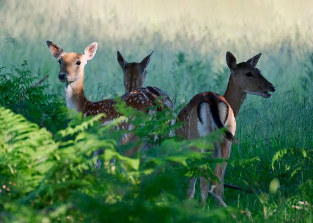 Three deer in circle Three wild deer together in circle in Richmond Park in summer richmond park stock pictures, royalty-free photos & images