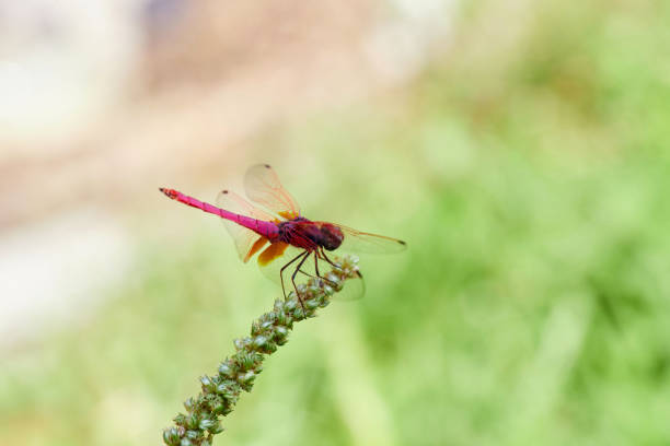 Close-up view of  red dragonfly perching on grass flower
