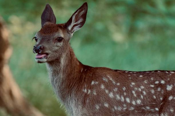 istock Baby deer fawn 1497160734