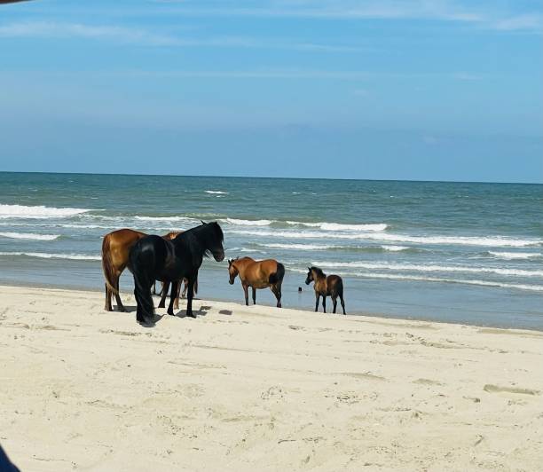 istock Wild horses in the Outer Banks! 1497161376