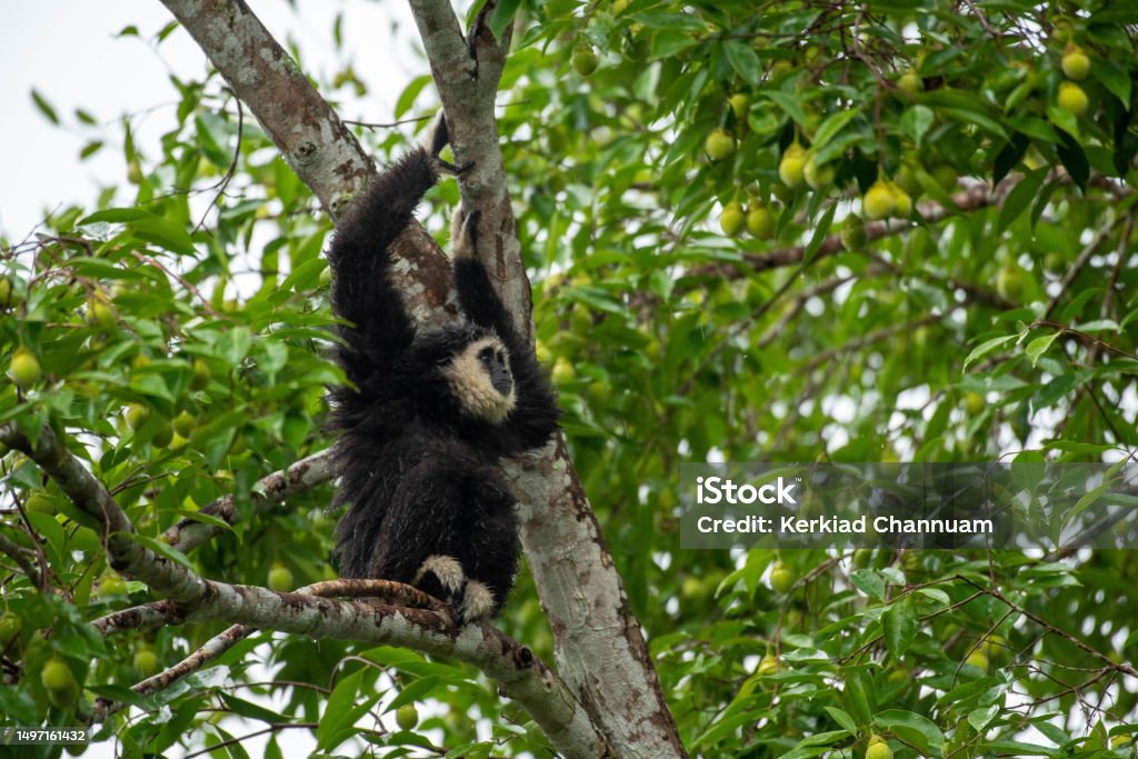 Hylobates lar - Royalty-free Ağaç Stok görsel Hylobates lar - Royalty-free Ağaç Stok görsel