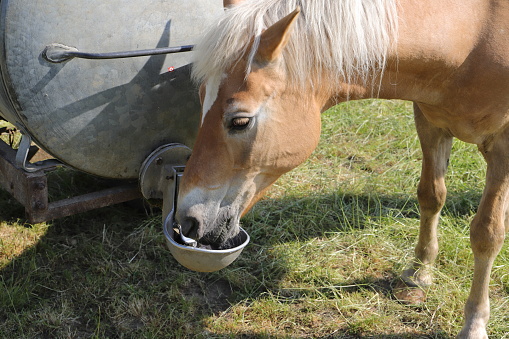 a horse at a water trough