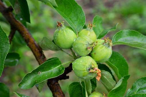 green unripe apples on the apple tree isolated, close up