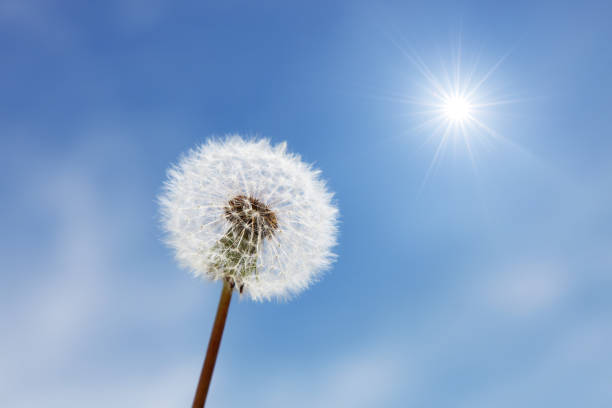 istock Dandelion flower with flying feathers on blue sky. 1497162996