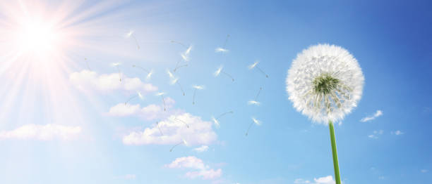 istock Dandelion flower with flying feathers on blue sky. 1497163052