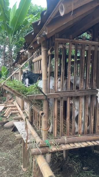 istock Traditional  goat farm 1497164790