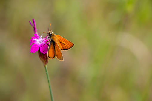 Small orange butterflies.