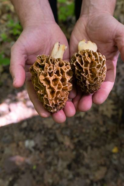 istock Looking down on hands holding foraged Morel Mushrooms 1497166150