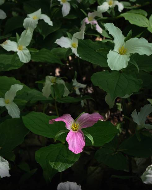 istock A single pink trillium in a bloom 1497166159