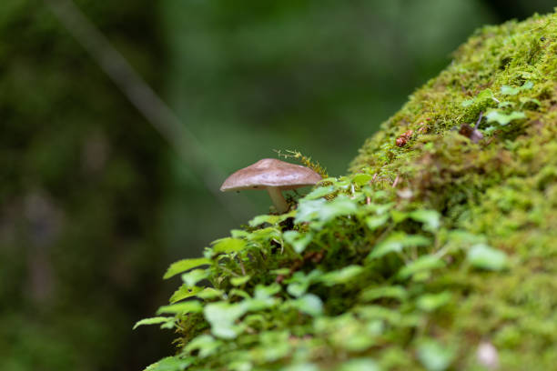 istock small mushroom in the forest 1497166177