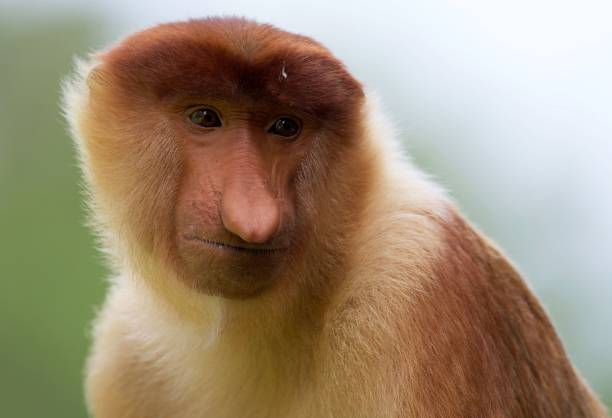 istock a close - up shot of a probosh monkey 1497166219