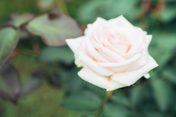 rose flower blooming in the garden
