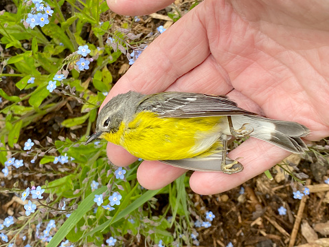 Tiny Magnolia Warbler that Died From Hitting A Window