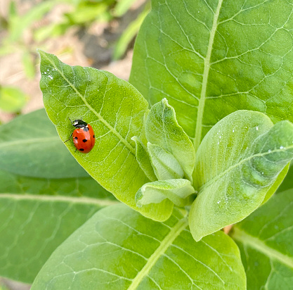 Ladybug On A Milkweed