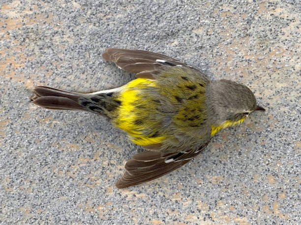 Magnolia Warbler That Died From Hitting A Window