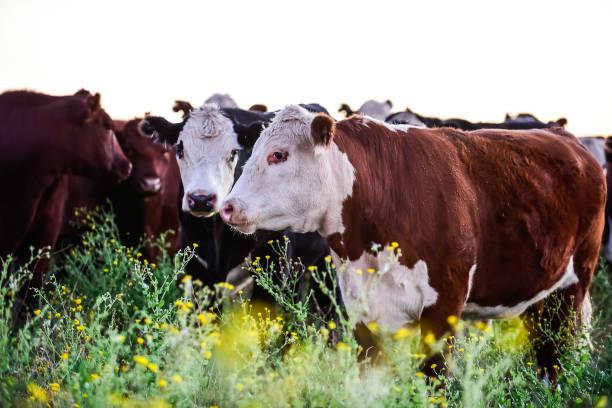 istock Cows grazing in the field, in the Pampas plain, Argentina 1497168345
